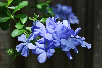 Blühender blauer Plumbago-Zweig mit leuchtend blauen Blüten vor einem dunklen Hintergrund