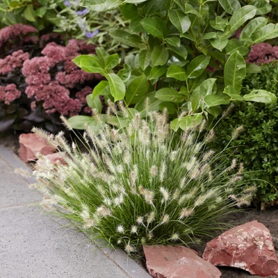 Zwerg-Lampenputzergras 'Tiny Twinkler' mit hellen, flauschigen Ähren am Gehwegrand, eingerahmt von roten Steinen und blühendem Sedum.