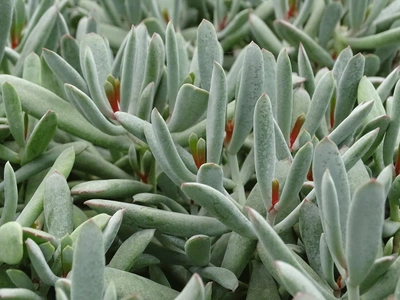 Cotyledon orbiculata 'Sunny-Smiles' als Nahaufnahme