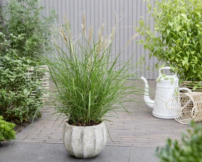 Miscanthus sinensis 'Miss Mini' im Topf auf einer Terrasse.