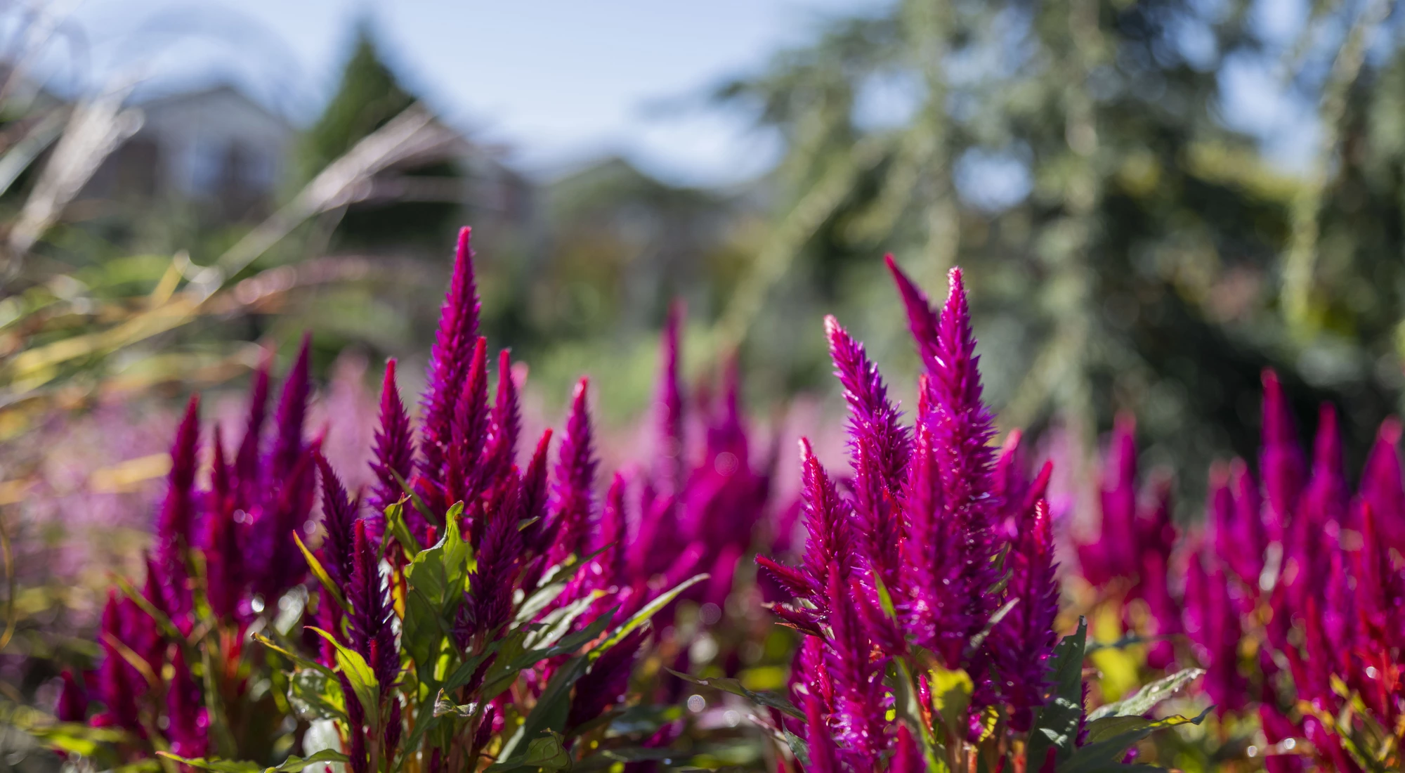 Leuchtend pinke, ährenförmige Blüten mit grünen Blättern im Vorhof vom Hödnerhof in Ebbs.