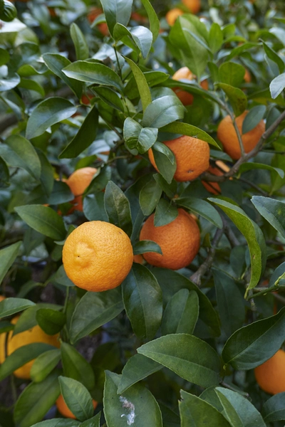 Reife orangefarbene Volkmar-Zitronen an einem dichten, grünen Strauch.