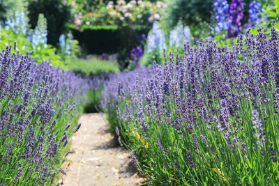 Ein schmaler Weg führt durch ein blühendes Lavendelfeld mit dichten violetten Blüten. Im Hintergrund sind weitere Blumen, grüne Hecken und Rosen zu sehen. Sonnenlicht fällt auf die Lavendelbüsche, wodurch ihre kräftigen Farben leuchten.