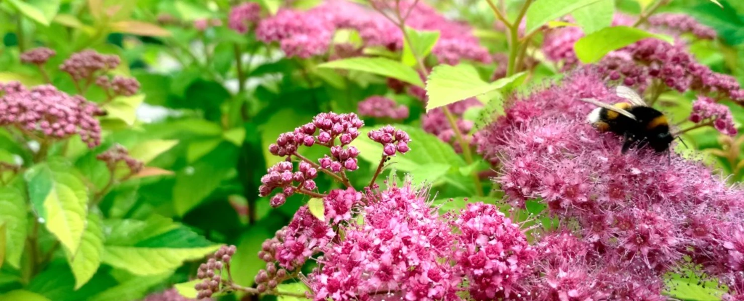 Nahaufnahme der rosa Blüten der Sommerspiere (Spiraea japonica) mit einer Hummel.
