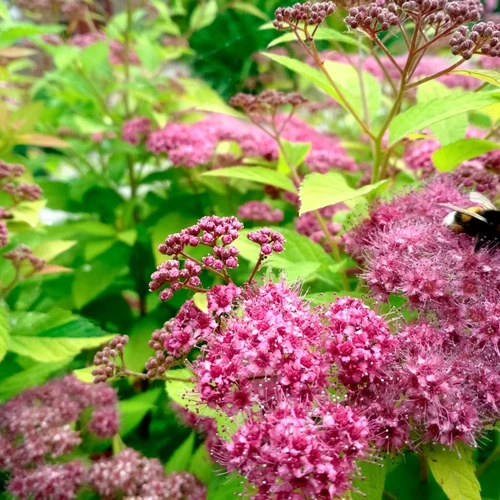 Nahaufnahme der rosa Blüten der Sommerspiere (Spiraea japonica) mit einer Hummel.