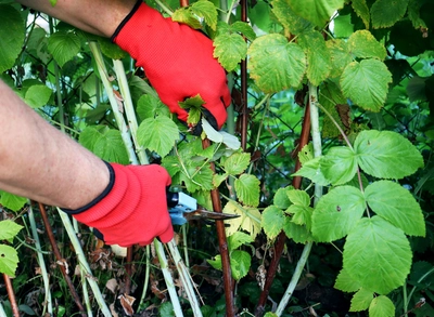 Hände mit roten Gartenhandschuhen schneiden alte Himbeertriebe mit einer Gartenschere zurück.