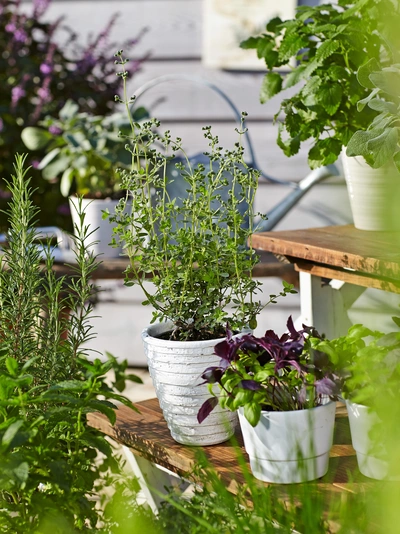 Einjährige Majoranpflanzen (Origanum marjorana) in Töpfen auf einem Regalsystem, umgeben von anderen Kräutern. Die Pflanzen zeigen frisches grünes Laub und schaffen eine natürliche und einladende Gartenatmosphäre.