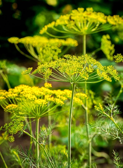 Blühender Gewürz-Fenchel mit gelben Doldenblüten und feinen grünen Stängeln. Die Pflanzen stehen in einem sonnigen Garten, der Hintergrund ist unscharf und grün.