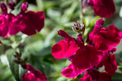 Eine Blüten-Salbei (Salvia splendens) Pflanze mit tiefroten Blüten. Die Blüten sind intensiv und lebendig, umrahmt von grünen Blättern, was der Pflanze ein kräftiges und auffälliges Erscheinungsbild verleiht.