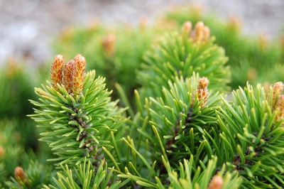 Nahaufnahme einer Bergkiefer (Pinus mugo pumilo) mit frischen, hellgrünen Nadeln und jungen Triebspitzen.