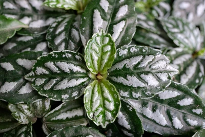 Pilea cadierei mit silber-weiß gemusterten Blättern