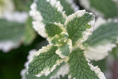 Ananasminze_Mentha suaveolens 'Variegata'