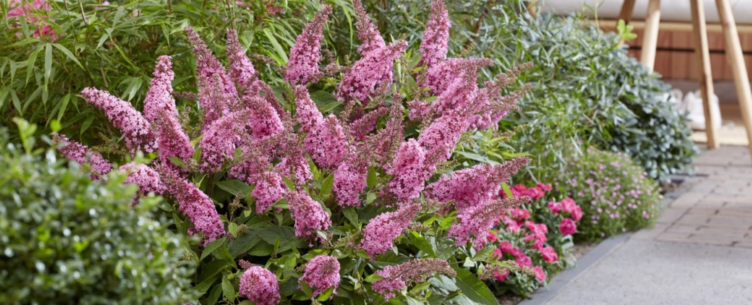 Mehrere Pflanzen des Zwergflieders 'Little Pink' in einem Gartenbeet.
