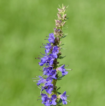 Eine Ysop-Pflanze (Hyssopus officinalis) mit einem hohen Stängel und leuchtend blauen Blüten steht im Vordergrund. Der Hintergrund ist unscharf, wodurch die Pflanze und ihre Blüten besonders hervortreten.