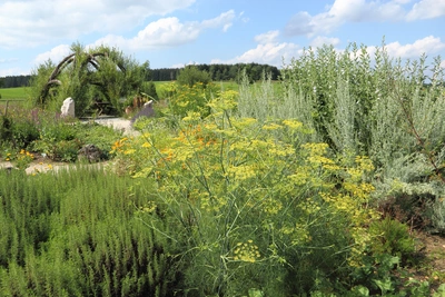 Ein Kräutergarten mit blühendem Gewürz-Fenchel, dessen gelbe Doldenblüten sich über grünen Stängeln erstrecken. Im Hintergrund sind weitere Pflanzen, ein gewölbtes Rankgerüst und eine Landschaft mit blauem Himmel zu sehen.