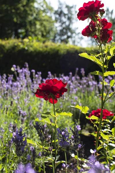 Rote Rosen ragen in die Höhe, umgeben von violettem blühendem Lavendel. Die Rosenblüten stehen im Kontrast zu den Lavendelreihen im Hintergrund. Sonnenlicht fällt durch das Laub und beleuchtet die Szene, während eine grüne Hecke im Hintergrund zu sehen ist.
