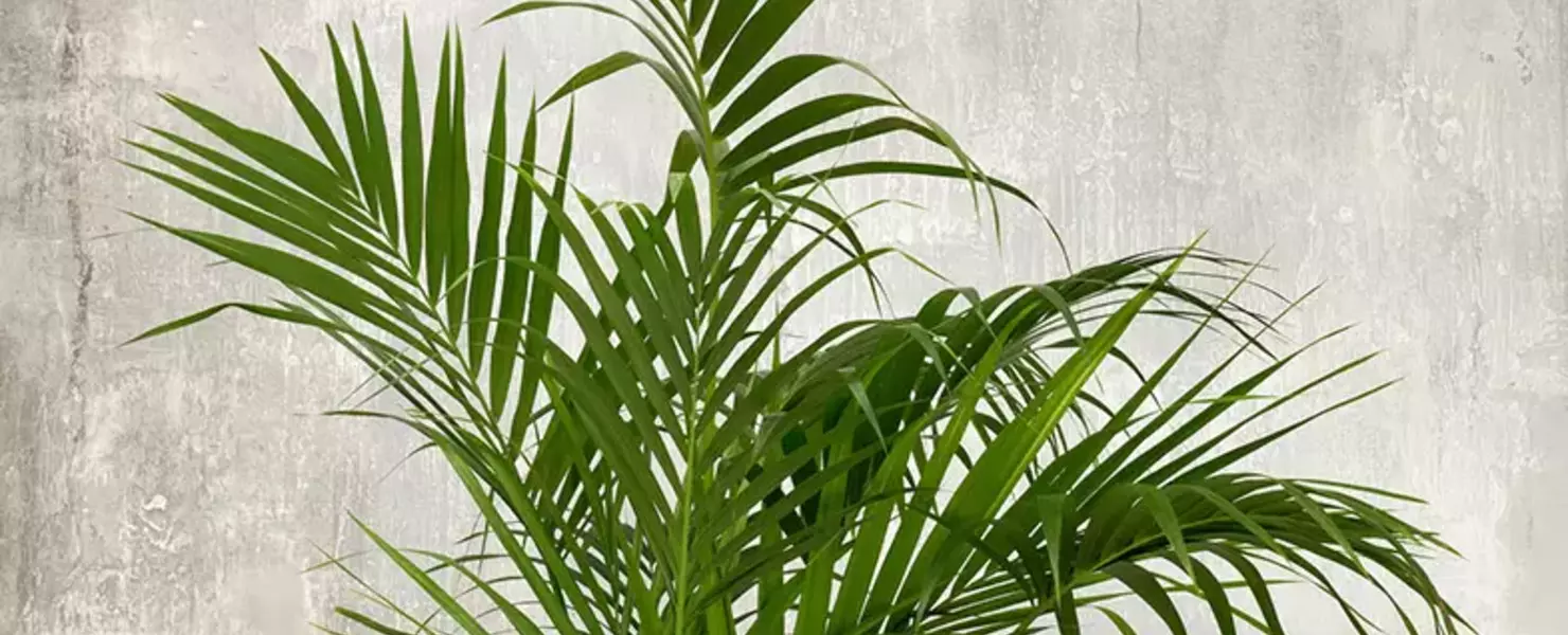 Kentia-Palme (Howea forsteriana) in weißem Topf vor grauer Betonwand, mit ausladenden, gefiederten Blättern.