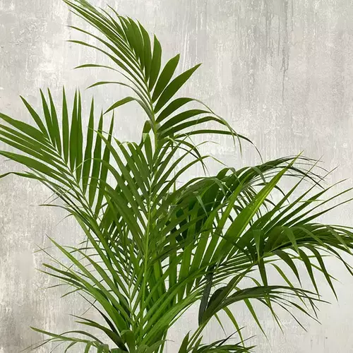 Kentia-Palme (Howea forsteriana) in weißem Topf vor grauer Betonwand, mit ausladenden, gefiederten Blättern.