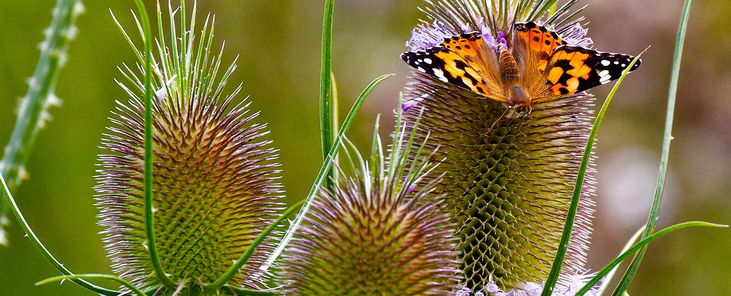 Eine Wilde Karde mit stacheligen, grünlichen Blütenständen, auf der ein Distelfalter mit orange-schwarz gemusterten Flügeln sitzt. Der Hintergrund ist unscharf mit grünen und violetten Farbtönen.