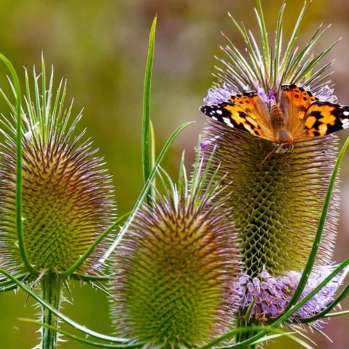 Eine Wilde Karde mit stacheligen, grünlichen Blütenständen, auf der ein Distelfalter mit orange-schwarz gemusterten Flügeln sitzt. Der Hintergrund ist unscharf mit grünen und violetten Farbtönen.
