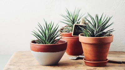 Drei Haworthia-Pflanzen in Tontöpfen auf einem Holztisch