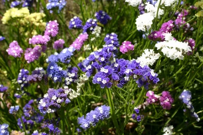 Blühende Strandflieder (Limonium sinuatum) in verschiedenen Farben – Lila, Blau, Weiß, Rosa und Gelb – in einer Sommerwiese.