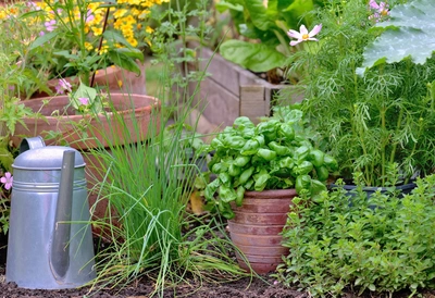 Ein Garten mit verschiedenen Kräutern und Pflanzen, darunter italienischer Basilikum (Ocimum basilicum) in einem Tontopf. Daneben stehen Schnittlauch, blühende Pflanzen und eine Metallgießkanne. Im Hintergrund sind gelbe und rosa Blüten sowie grüne Blätter zu sehen.