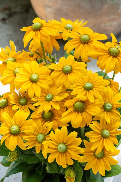 Detaillierte Nahaufnahme einer Rudbeckia-Blüte mit goldgelben Blütenblättern, die an der Basis in Orange übergehen.
