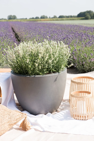 Ein großer grauer Topf mit weißem Lavendel steht auf einer Decke inmitten eines Lavendelfeldes. Daneben liegen zwei geflochtene Windlichter und eine Tasche mit Quaste. Im Hintergrund erstreckt sich ein lila blühendes Lavendelfeld unter klarem Himmel.