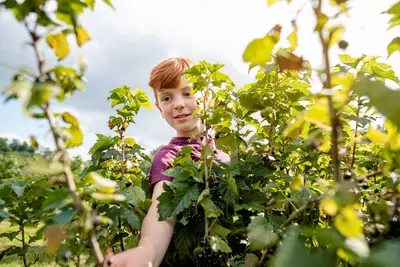 Kind pflückt reife schwarze Johannisbeeren direkt vom Strauch im Garten.