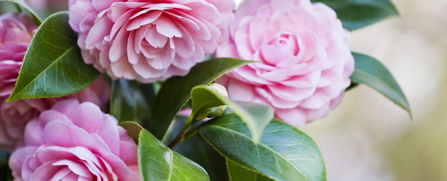 Nahaufnahme von rosa Kamelienblüten