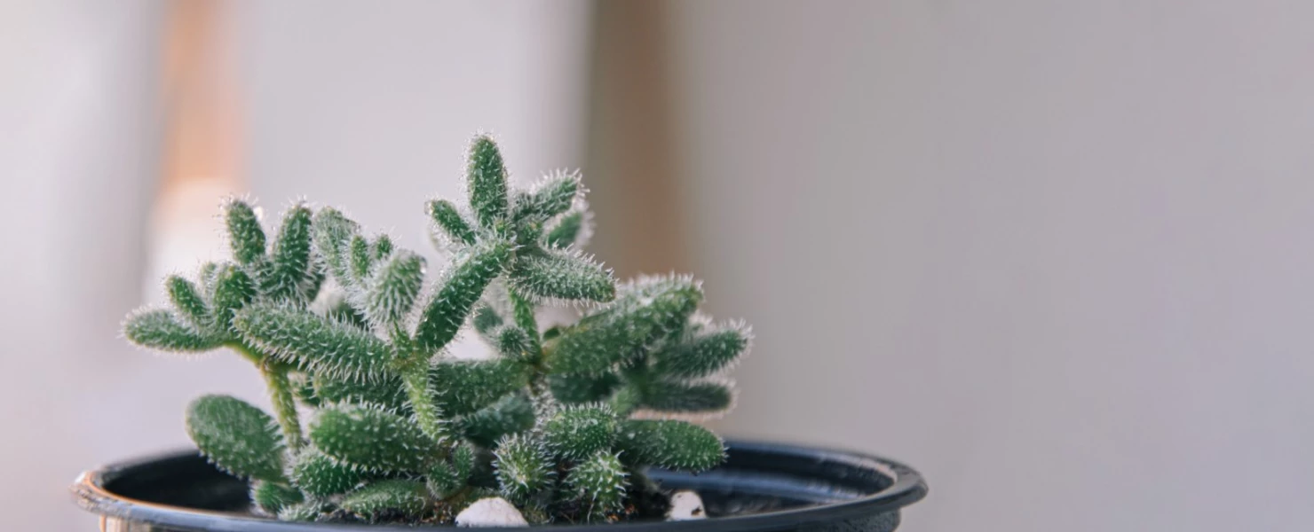 Delosperma-Pflanze mit kleinen, grünlichen, dicht behaarten Trieben in einem schwarzen Topf vor hellem Hintergrund.