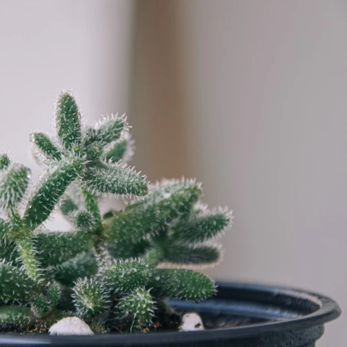 Delosperma-Pflanze mit kleinen, grünlichen, dicht behaarten Trieben in einem schwarzen Topf vor hellem Hintergrund.