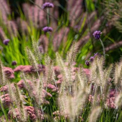 Lampenputzergras mit violetten und rosafarbenen Herbststauden im Hintergrund.