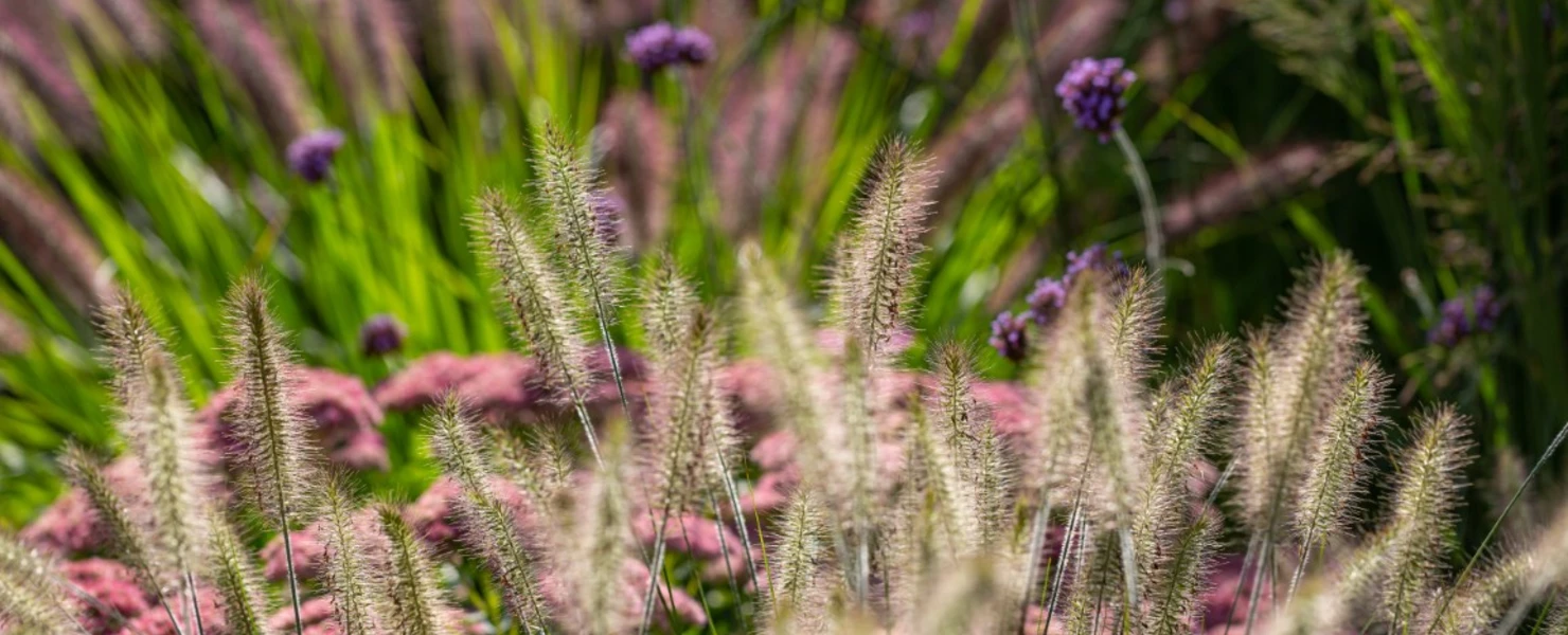 Lampenputzergras mit violetten und rosafarbenen Herbststauden im Hintergrund.