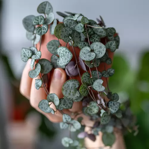 Herzblatt-Pflanze (Ceropegia woodii) in einem Terrakottatopf auf einem Regal mit anderen Pflanzen.