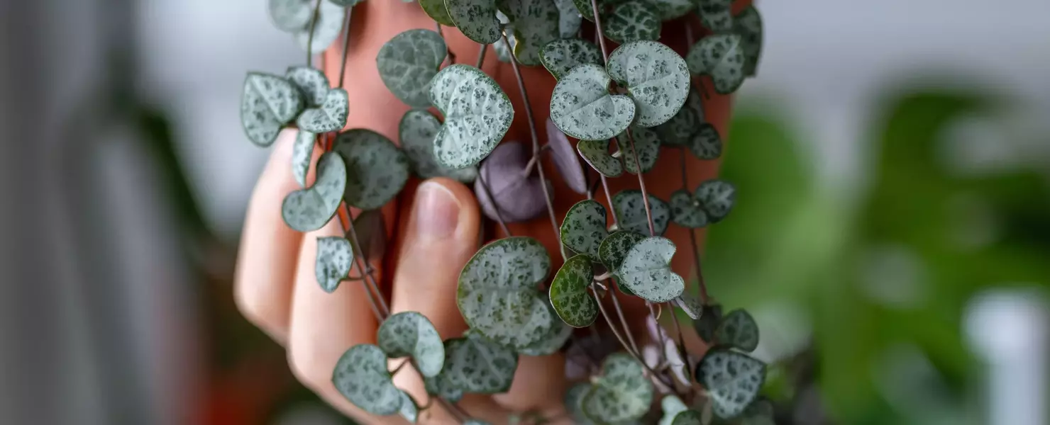 Herzblatt-Pflanze (Ceropegia woodii) in einem Terrakottatopf auf einem Regal mit anderen Pflanzen.