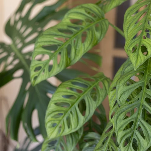 Monstera adansonii - Monkey Leaf
