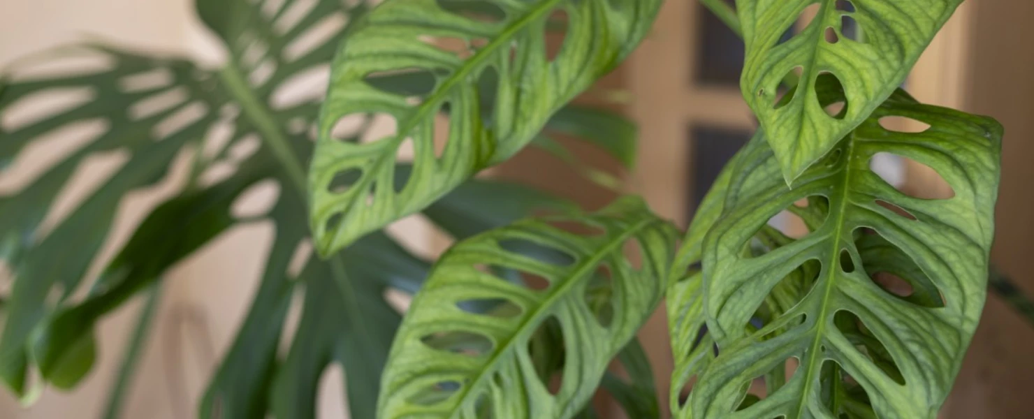 Monstera adansonii - Monkey Leaf