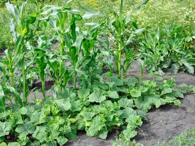 Maispflanzen im Garten mit grünem Blattwerk.