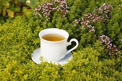 Eine weiße Teetasse mit Zitronen-Thymian-Tee steht auf einer Untertasse inmitten eines dichten Thymianbeets mit kleinen grünen Blättern und zarten violetten Blüten.