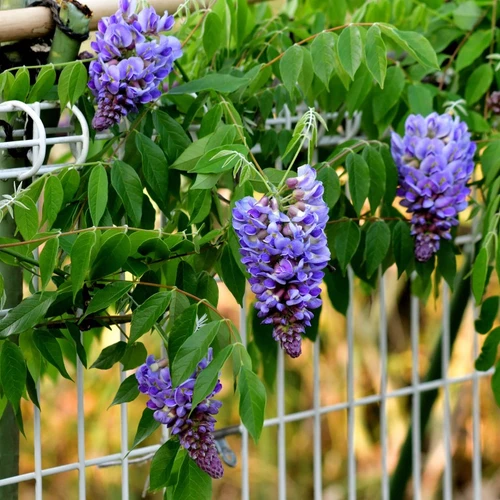 Blühende Blauregen-Rispen in Blauviolett an einem weißen Metallzaun.