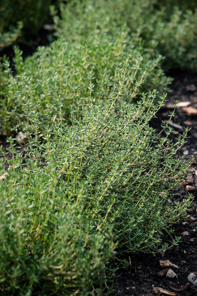  Mehrere Thymianpflanzen wachsen in einer Reihe auf dunkler Erde in einem Garten. Die grünen, feinen Blätter bilden einen dichten Teppich, der die Erde bedeckt.