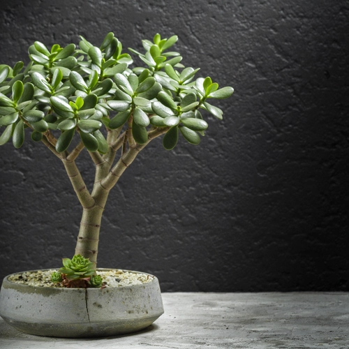 Geldbaum (Crassula ovata) in einem grauen, strukturierten Topf vor einer Wand.
