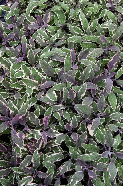 Dichte Hexen-Salbei-Bepflanzung mit grünen Blättern, die unregelmäßige weiße Ränder und violette Akzente aufweisen. Die Blätter sind leicht gewellt und haben eine matte Oberfläche. Die Nahaufnahme zeigt die Muster und Farbnuancen der Pflanze detailliert.