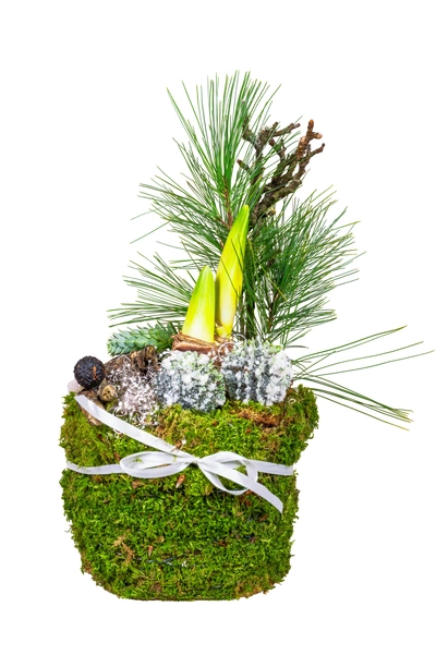 Ein dekorativer Mooskorb mit einem Ritterstern, grünen Pflanzen und Tannenzapfen, verziert mit einer weißen Schleife