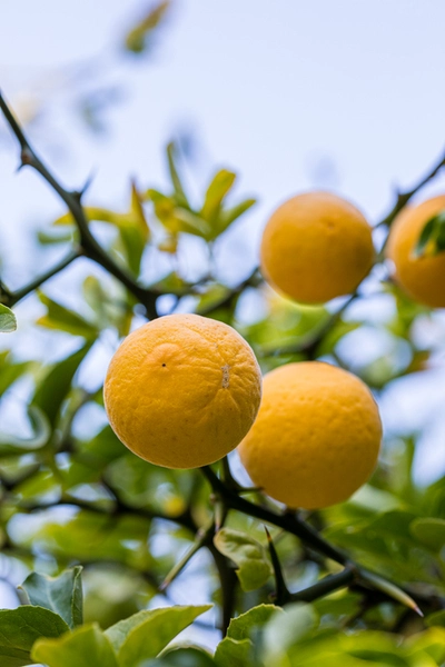 Reife gelbe Früchte der Drachenorange am Baum mit grünem Laub vor blauem Himmel.