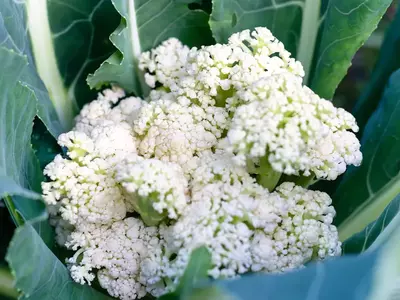 Butter-Karfiol im Beet mit hellen Röschen und grünen Blättern.