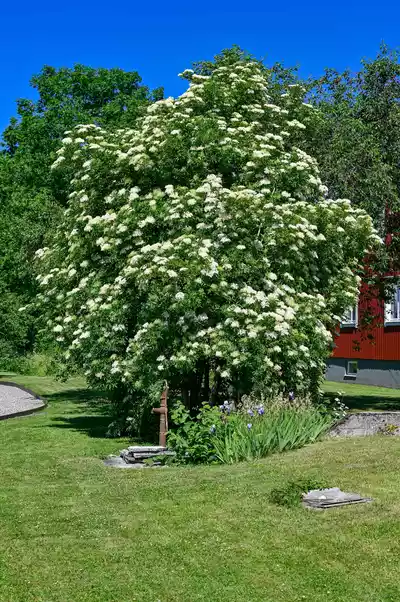 Großer, blühender Blüten-Holunder Sambucus nigra mit weißen Dolden in einer Gartenlandschaft.