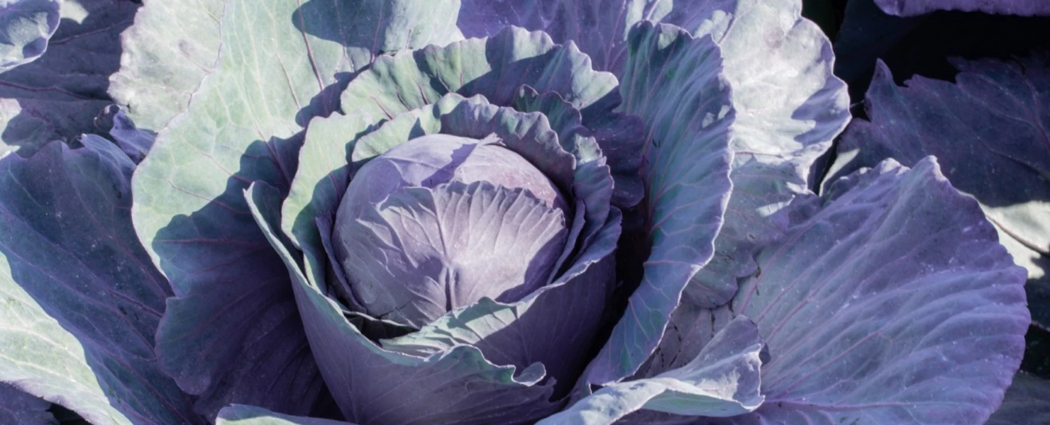 Nahaufnahme eines Blaukrautkopfes mit großen violett-blauen Blättern.